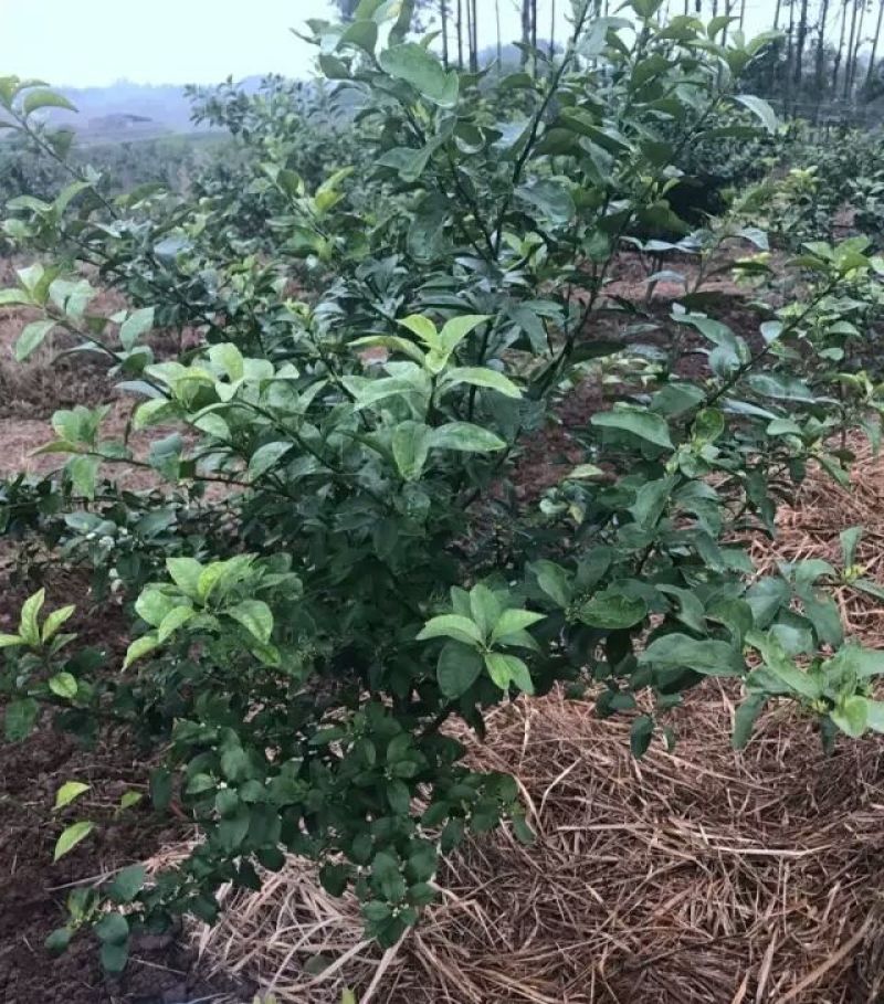 沙糖桔苗，正品嫁接苗，种植第二年可以挂果