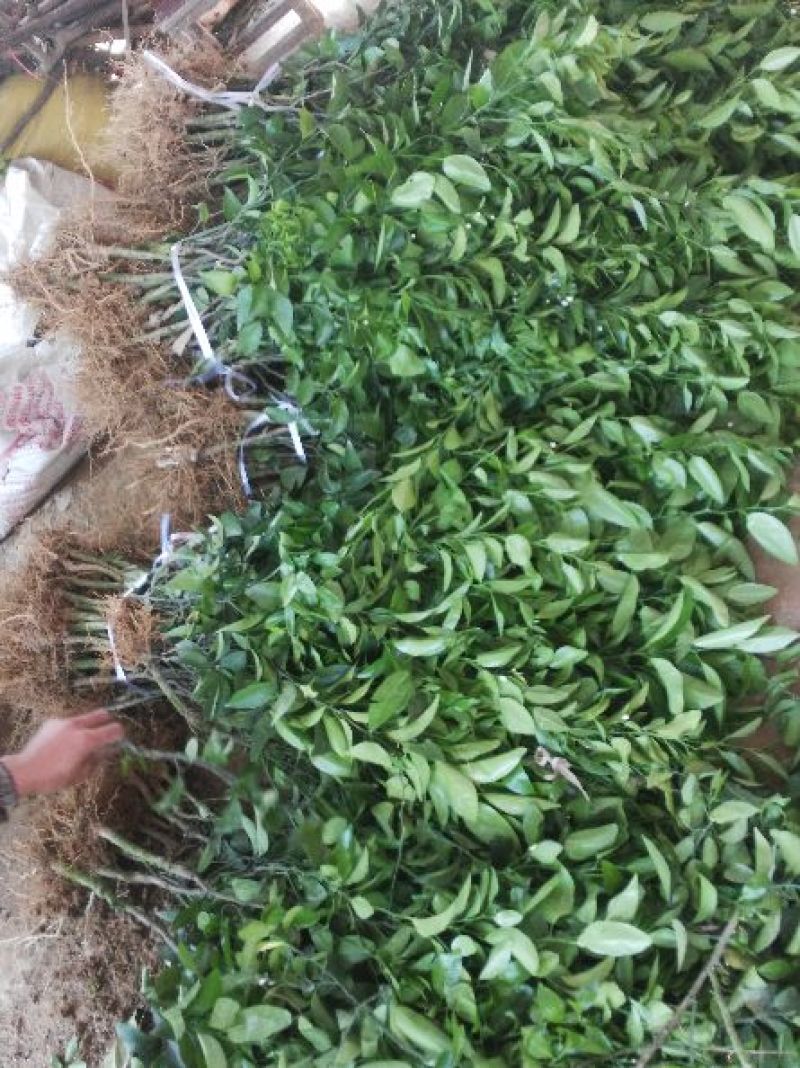 沙糖桔苗，正品嫁接苗，种植第二年可以挂果