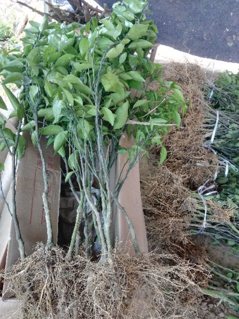 沙糖桔苗，正品嫁接苗，种植第二年可以挂果