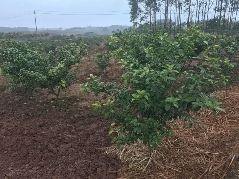 沙糖桔苗，正品嫁接苗，种植第二年可以挂果