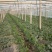 甜王西瓜8斤打底8成熟1茬