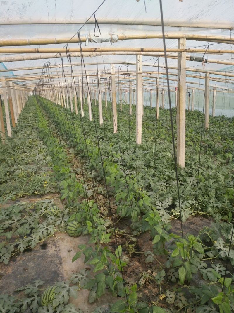 甜王西瓜8斤打底8成熟1茬