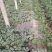 甜王西瓜8斤打底8成熟1茬