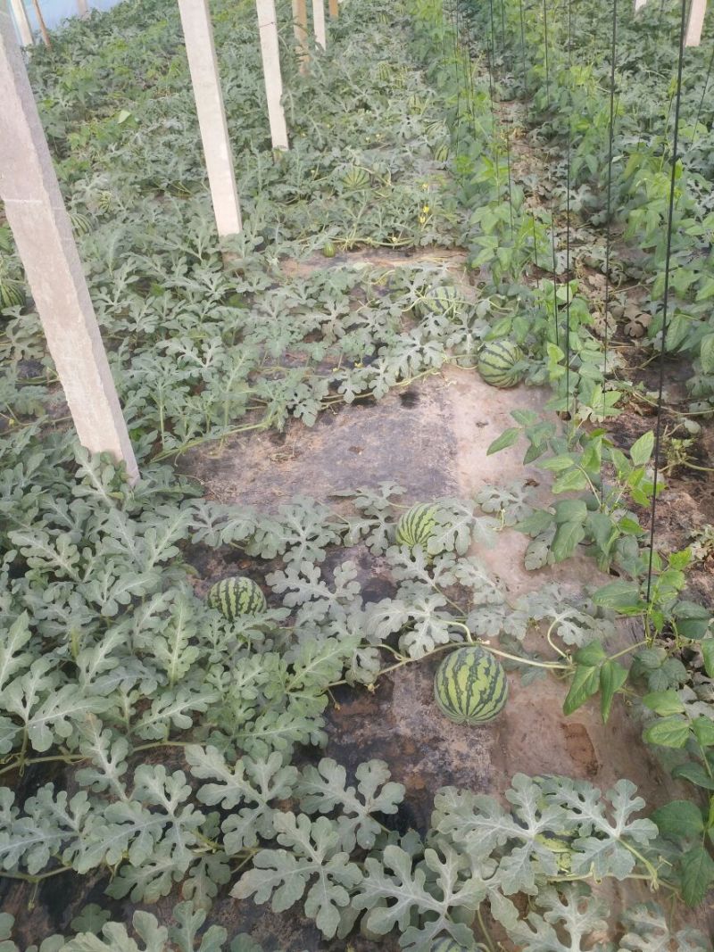 甜王西瓜8斤打底8成熟1茬