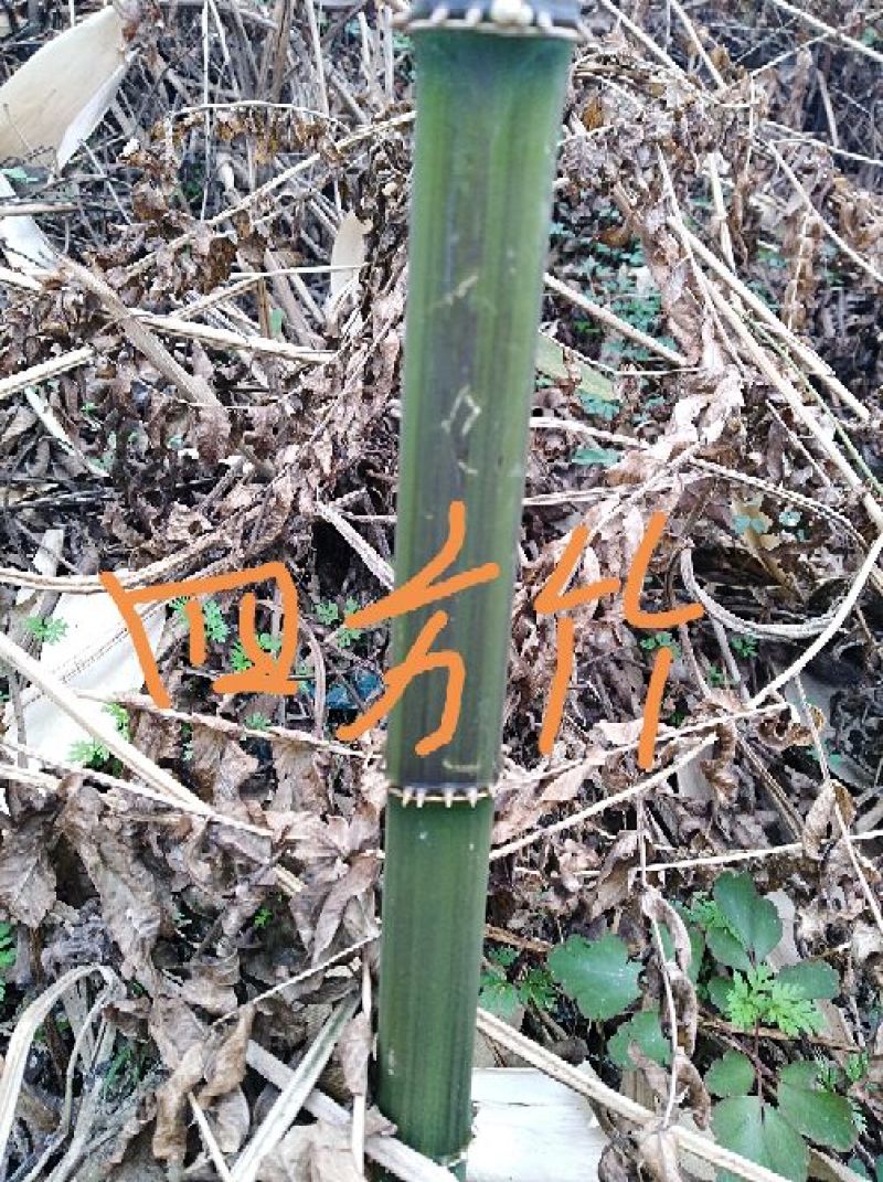 方竹2~3m