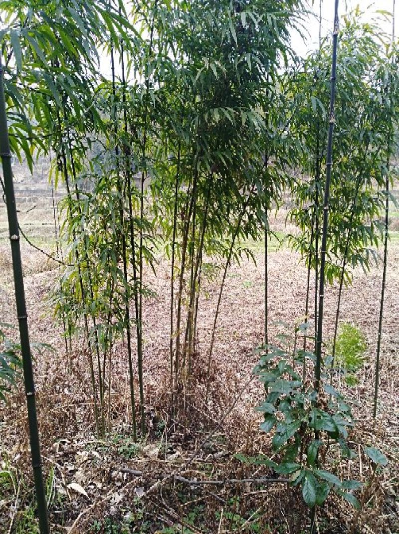 方竹2~3m