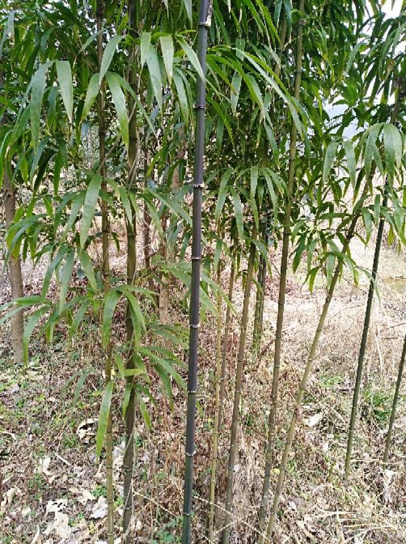 方竹2~3m