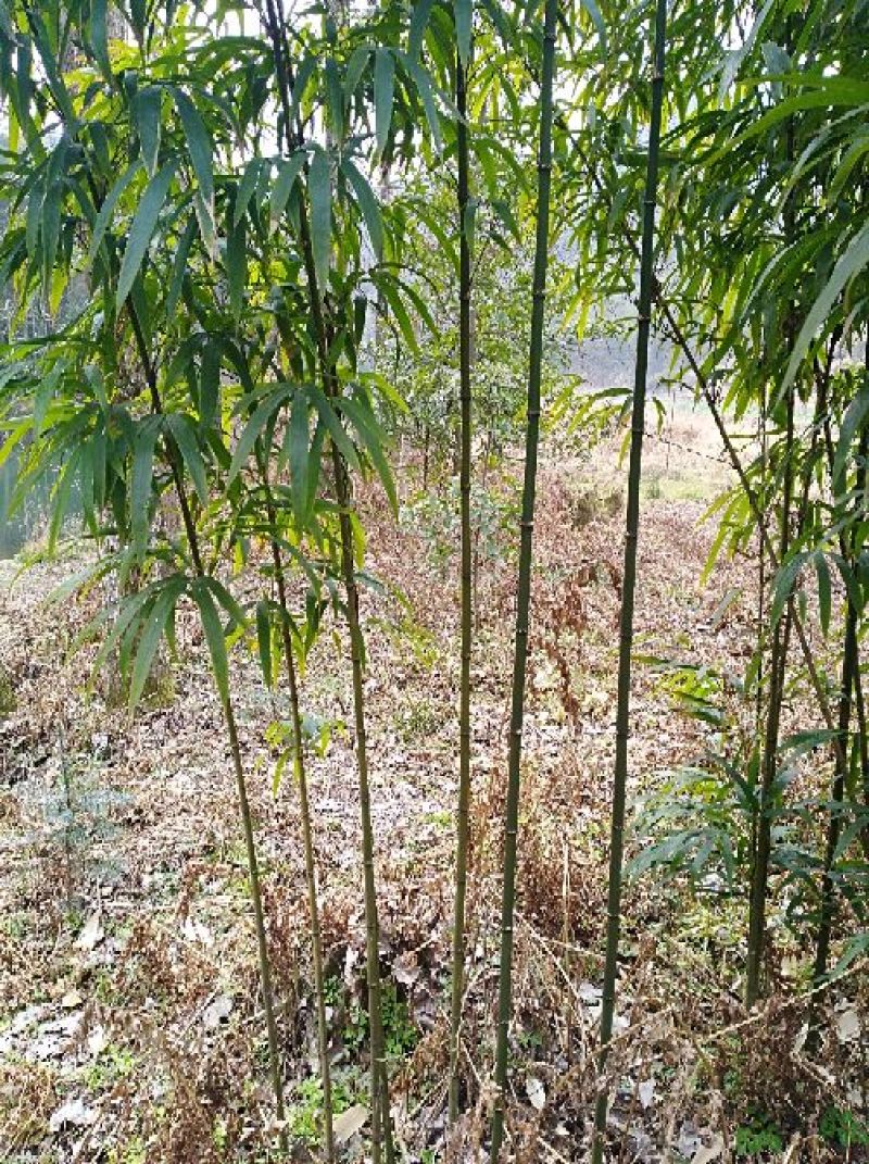 方竹2~3m