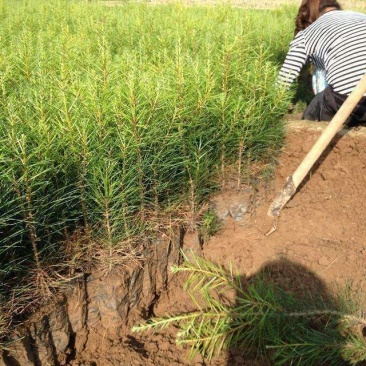 华山松50~80cm
