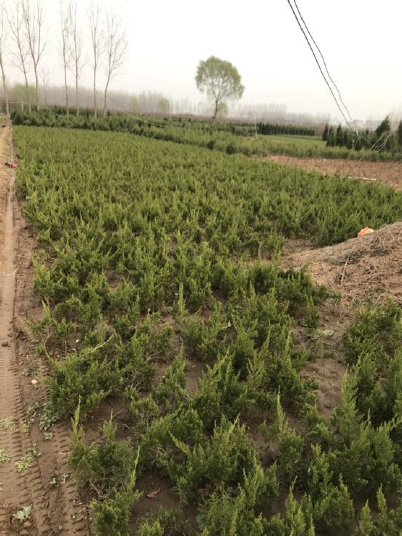 龙柏苗龙柏基地直销规格齐全提供发票