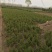 龙柏苗龙柏基地直销规格齐全提供发票
