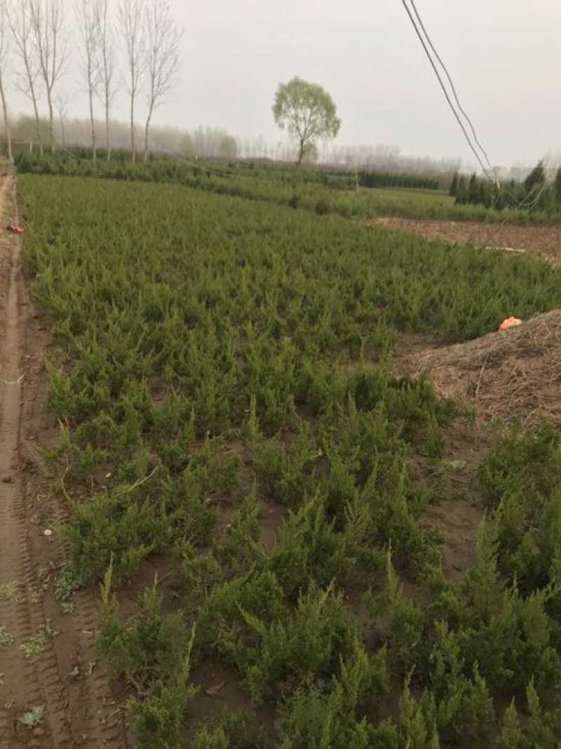 龙柏苗龙柏基地直销规格齐全提供发票