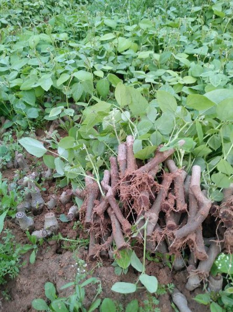 葛根种苗无渣粉葛苗无渣粉葛苗菜葛苗甜葛苗绿化苗木