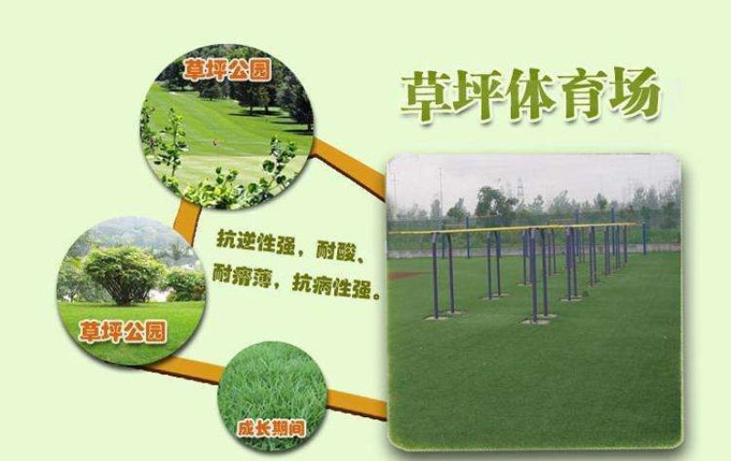 狗牙根各种草坪种子狗牙根种子
