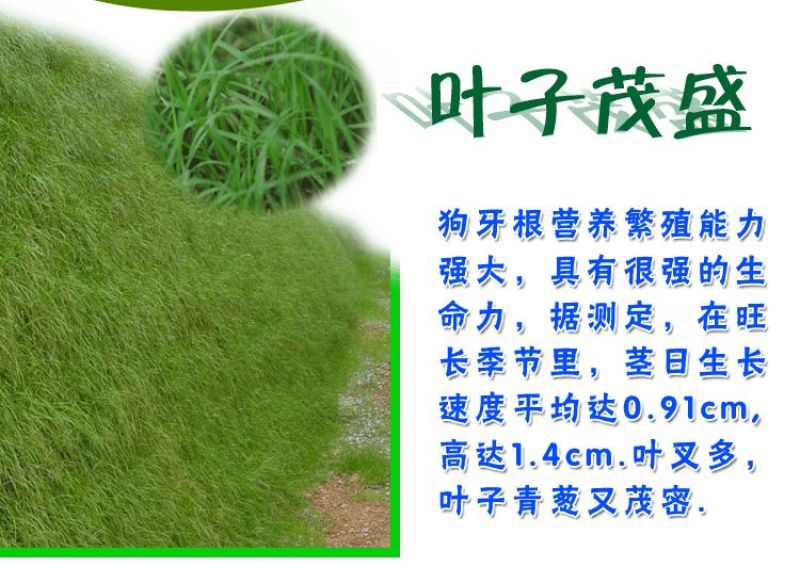 狗牙根各种草坪种子狗牙根种子