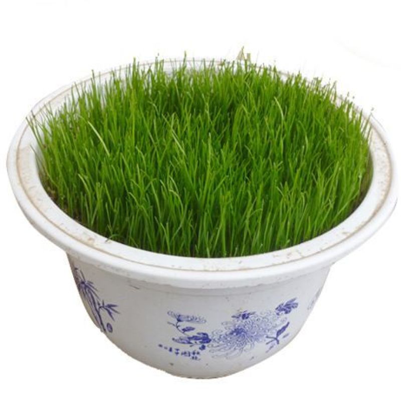 狗牙根各种草坪种子狗牙根种子