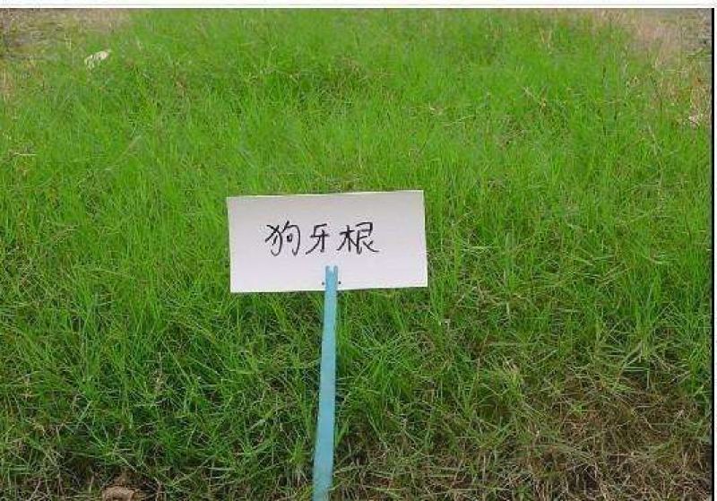 狗牙根各种草坪种子狗牙根种子