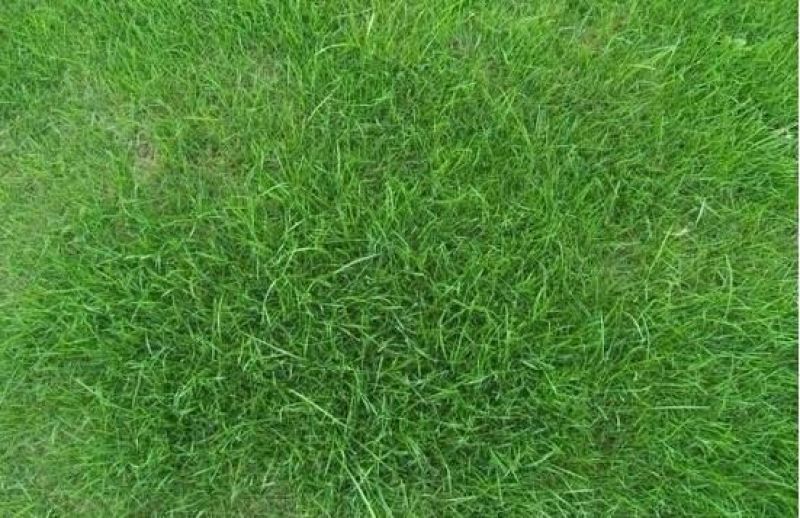 狗牙根各种草坪种子狗牙根种子
