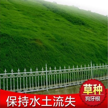 狗牙根各种草坪种子狗牙根种子