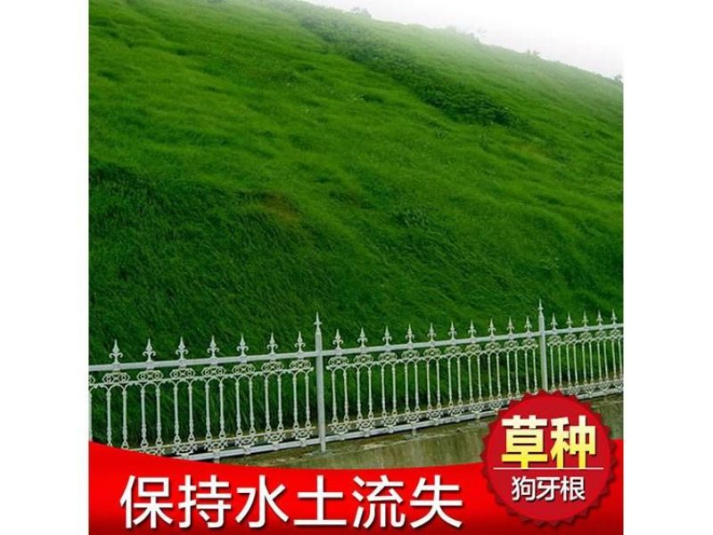 狗牙根各种草坪种子狗牙根种子