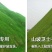 狗牙根各种草坪种子狗牙根种子