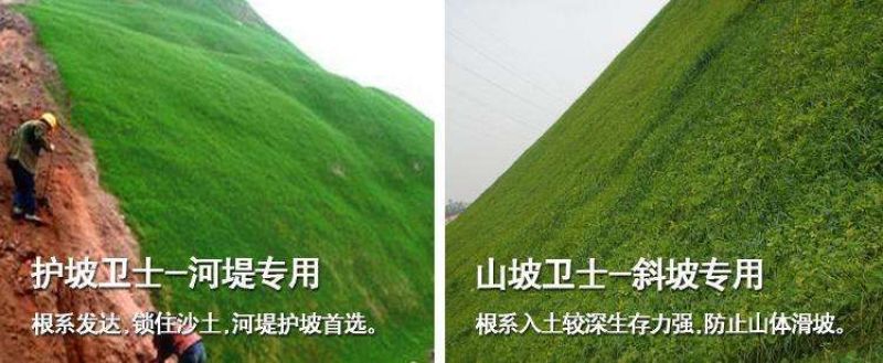 狗牙根各种草坪种子狗牙根种子