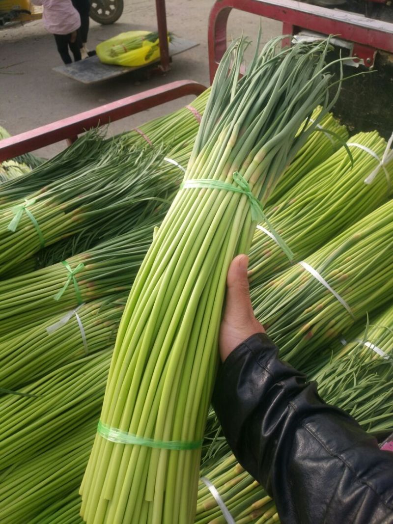 【精品】蒜薹杂交蒜苔热卖中50~60cm产地直供