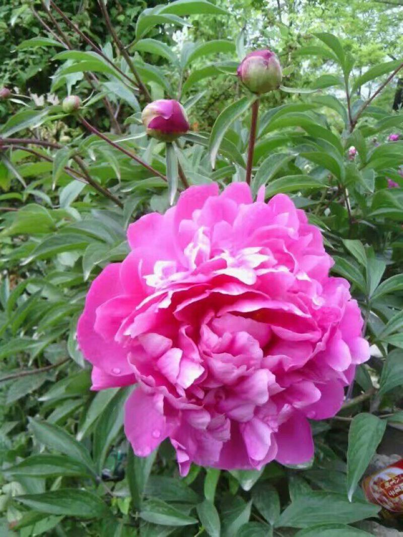 芍药种球18~20cm0.5米以下，甘肃芍药