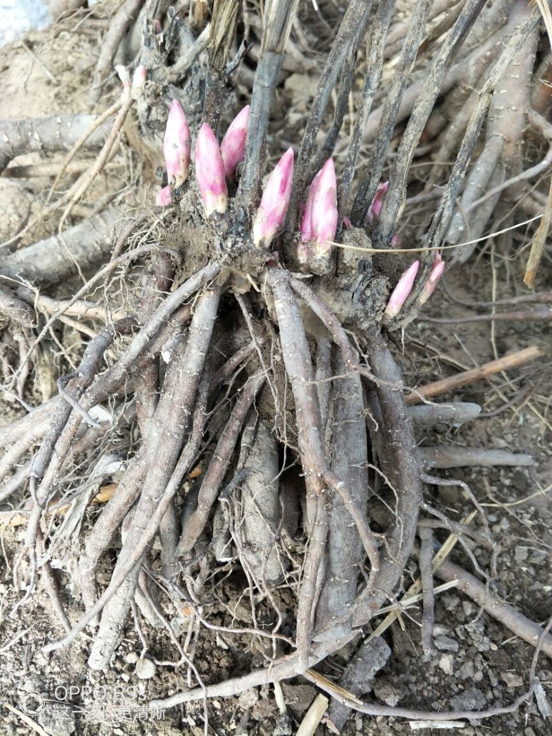 芍药种球18~20cm0.5米以下，甘肃芍药
