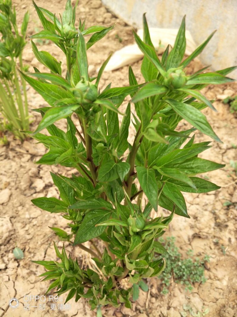 芍药种球18~20cm0.5米以下，甘肃芍药