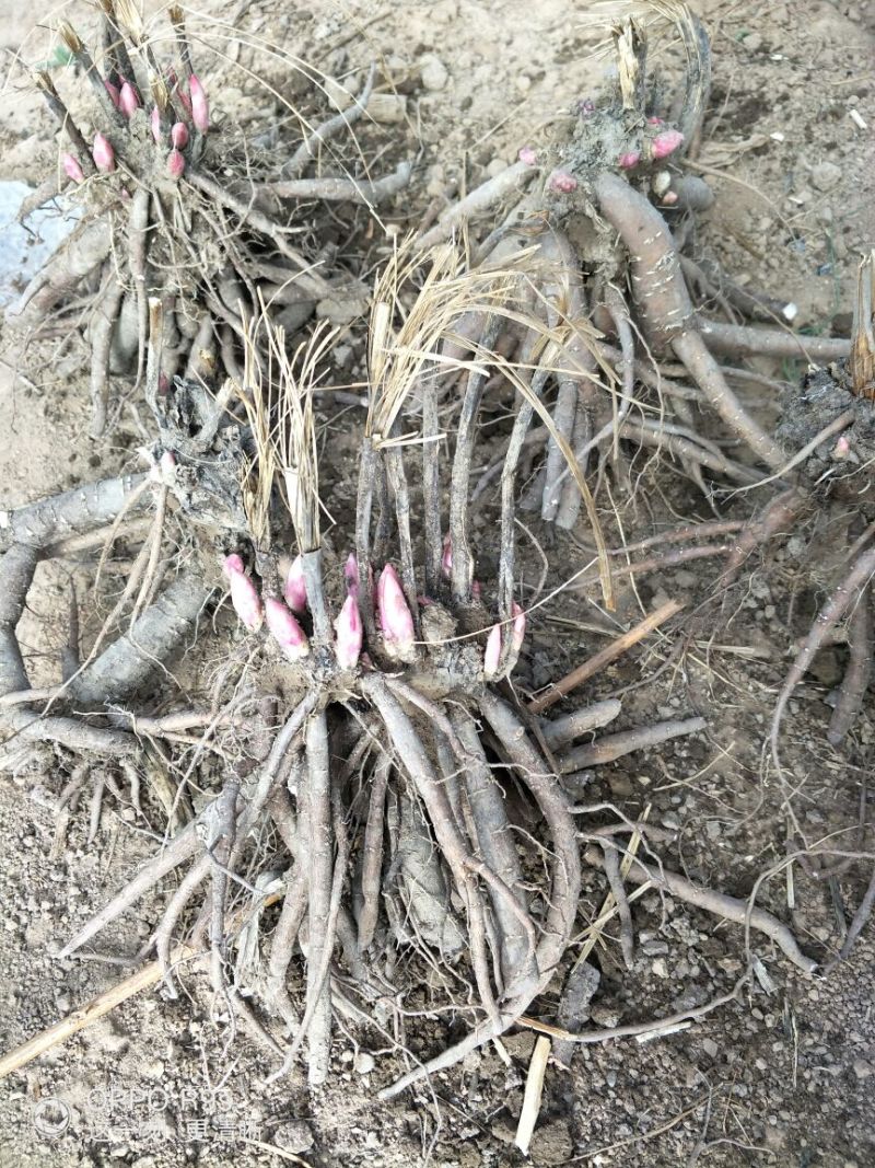 芍药种球18~20cm0.5米以下，甘肃芍药