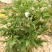 芍药种球18~20cm0.5米以下，甘肃芍药