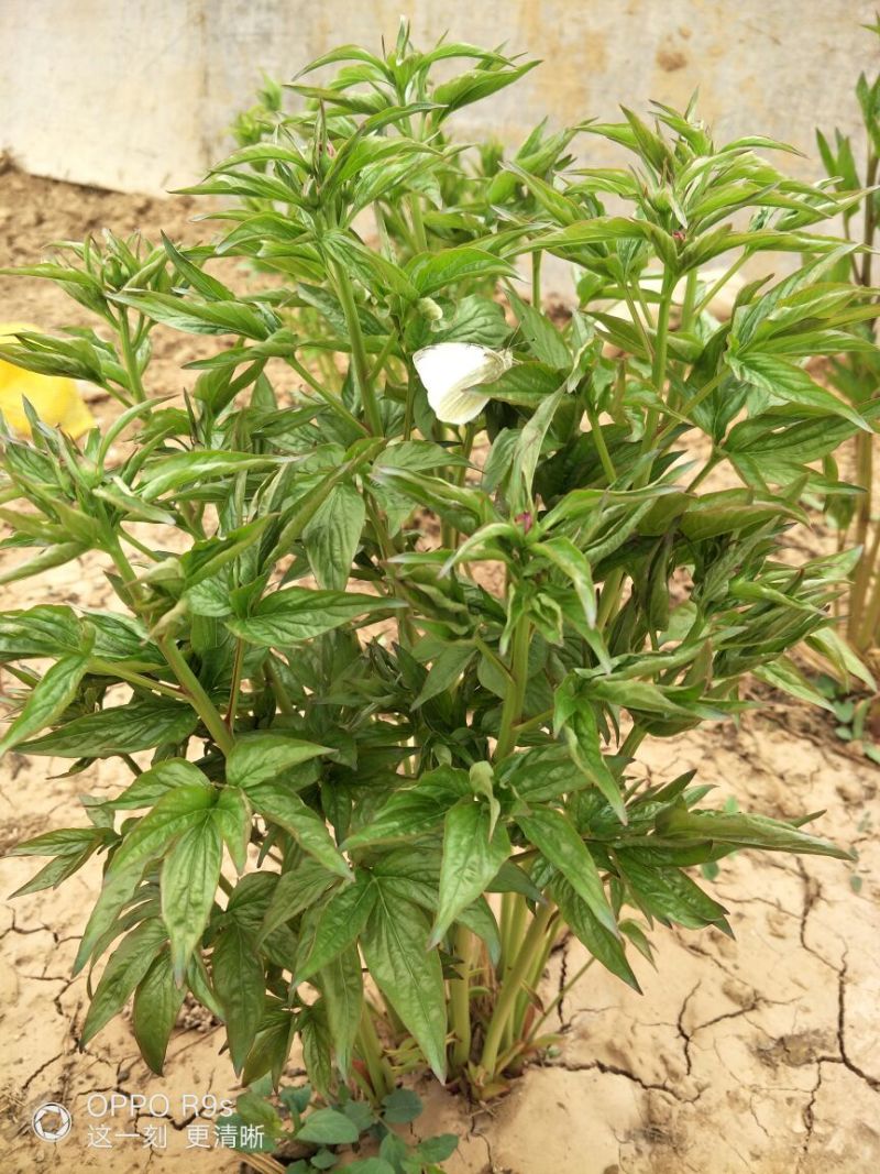 芍药种球18~20cm0.5米以下，甘肃芍药