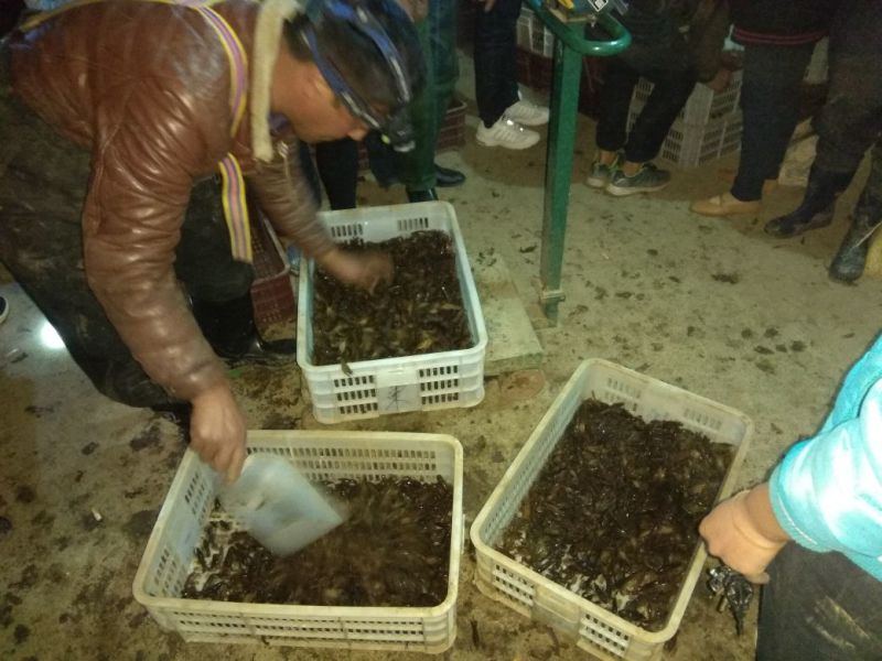 虾苗人工养殖