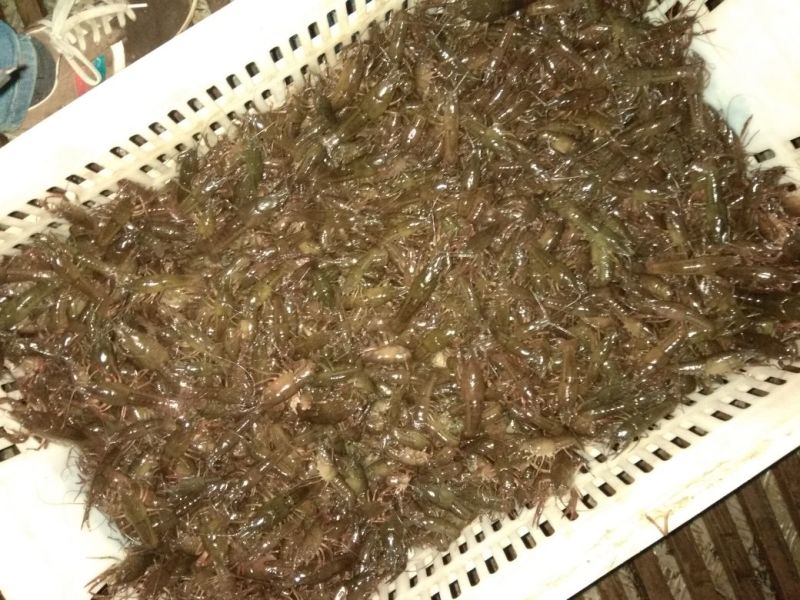 虾苗人工养殖