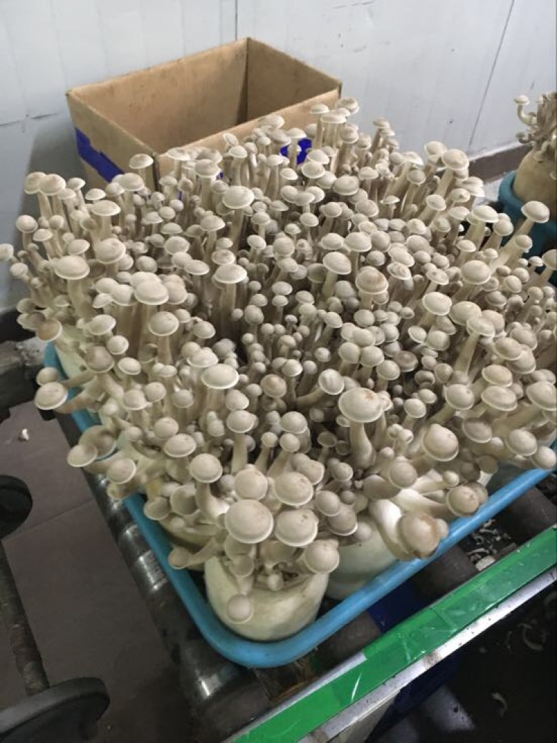 鹿茸菇一级