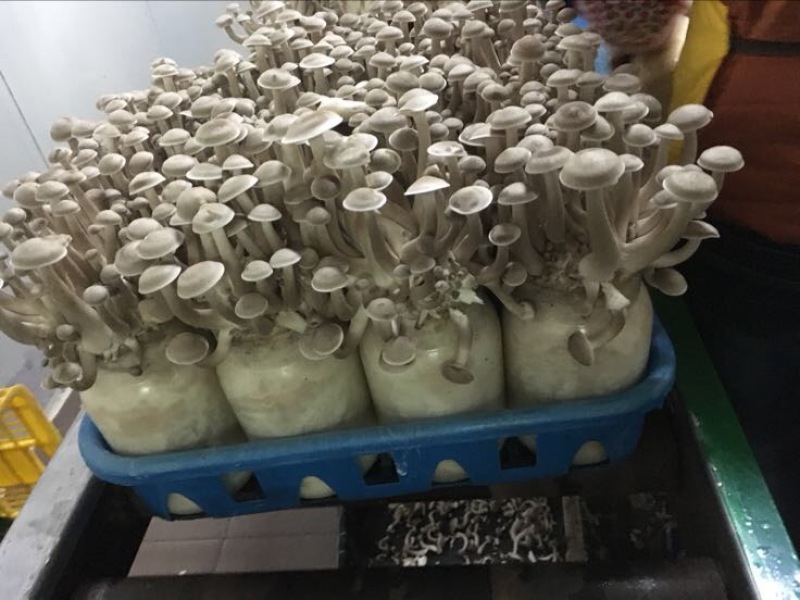 鹿茸菇一级