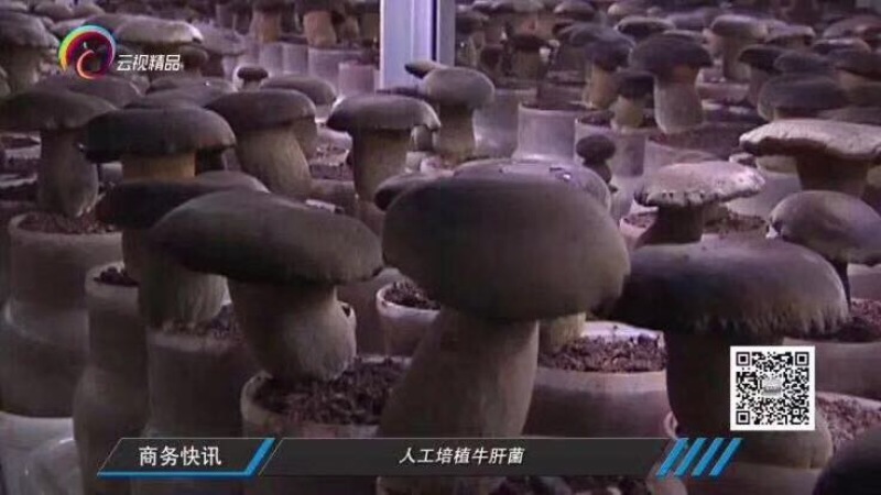 鹿茸菇一级