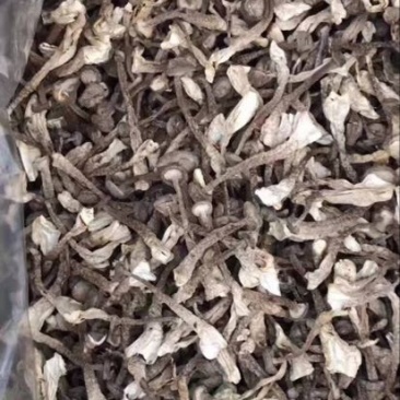 鹿茸菇一级