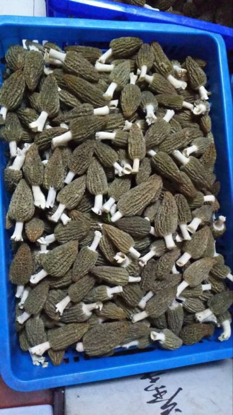 鹿茸菇一级