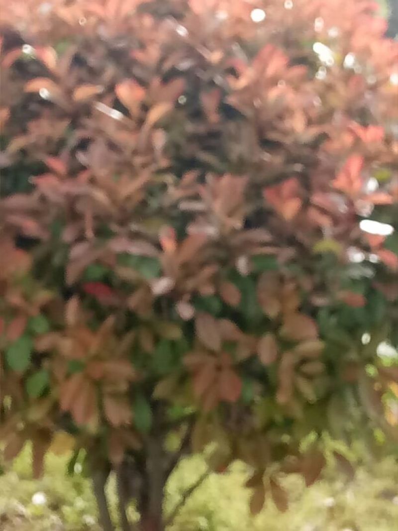 红罗宾石楠20~30cm