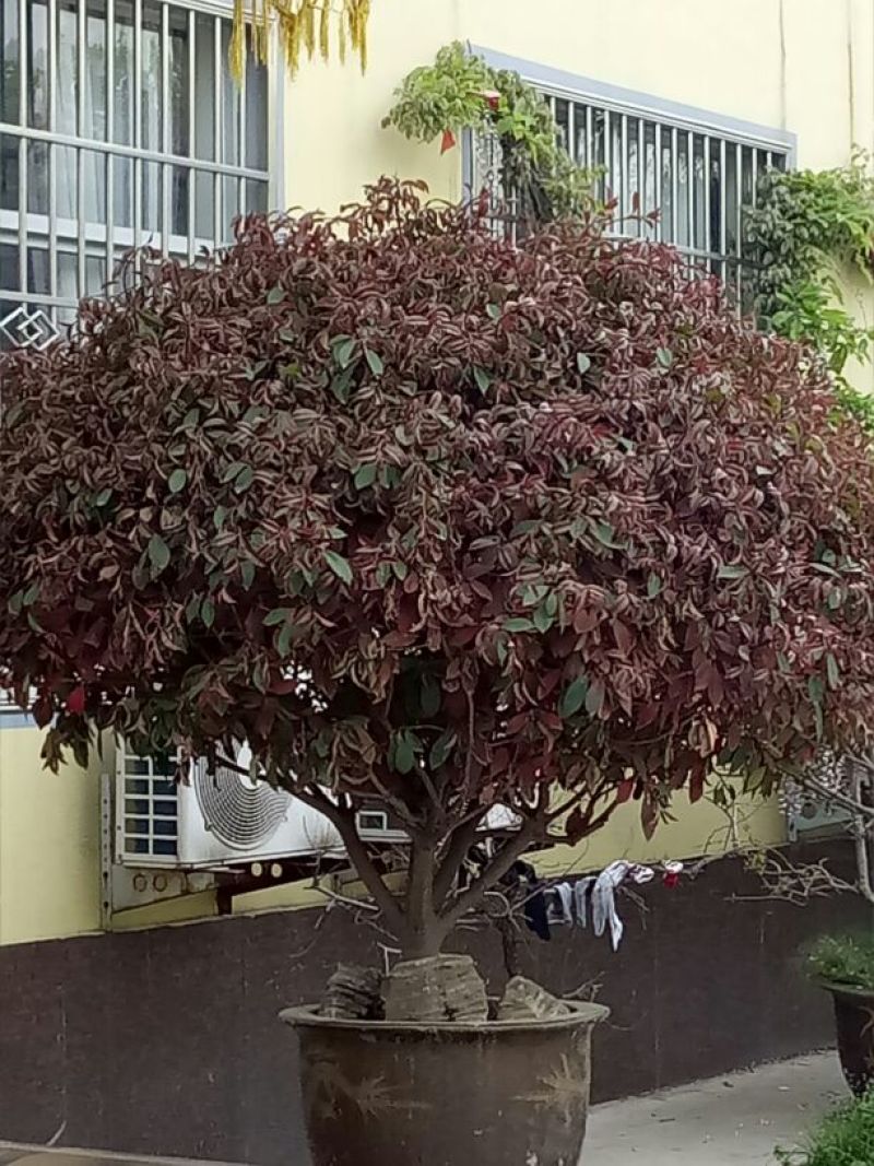 红罗宾石楠20~30cm