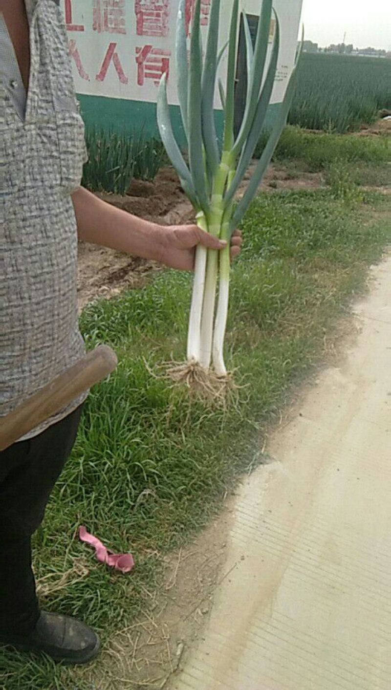 钢葱大葱毛葱2cm左右30~40cm