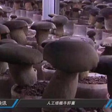 黑牛肝菌羊肚菌一级