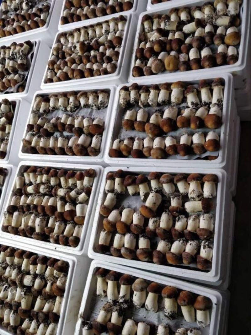 黑牛肝菌羊肚菌一级