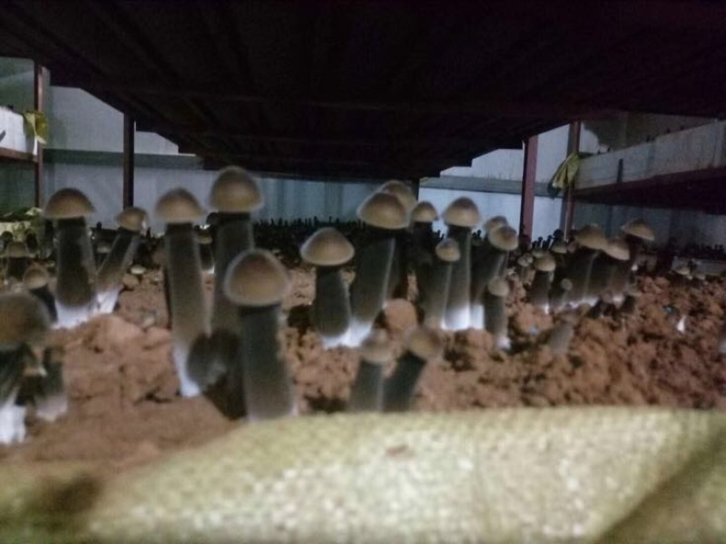 黑牛肝菌羊肚菌一级