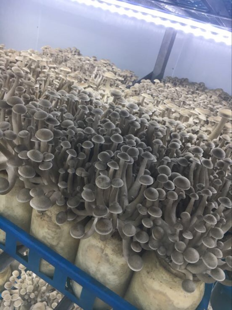 黑牛肝菌羊肚菌一级
