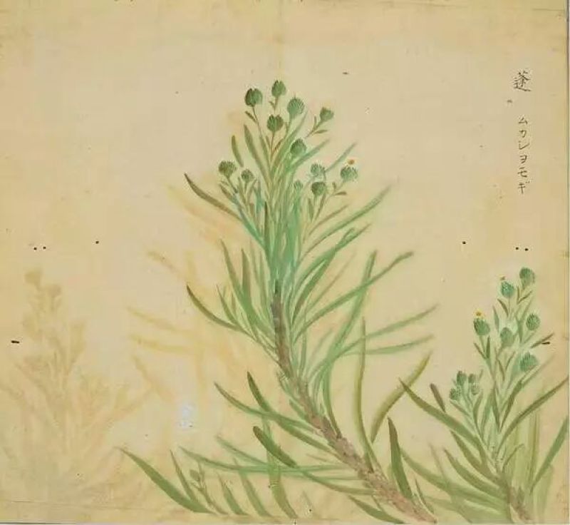 芦篙