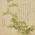 芦篙