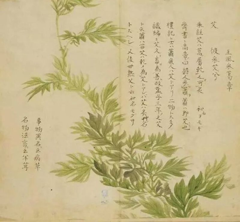 芦篙